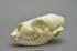 Harbor Seal Skull