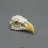 Bald Eagle Skull