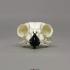 Great Horned Owl Skull