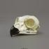 Great Horned Owl Skull
