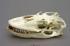 Komodo Dragon Skull