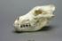 Siberian Wolf Skull