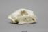 Male Cougar Skull