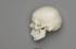 Human Male European Skull