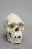 Human Male Australian Aboriginal Skull