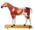 Somso® Horse Model
