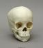 Human Child Skull 2-year-old