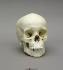 Human Child Skull 9-year-old