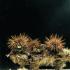 Ward's® Live Sea Urchin (<i>Strongylocentrotus sp.</i>)