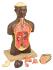 Eisco® Half Sized Torso Models