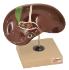 Eisco® Human Liver With Gall Bladder