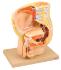 Eisco® Male Pelvis Section
