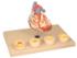 Eisco® Heart Condition