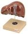 Eisco® Human Liver Model on Stand