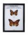 Mimicry In Lepidoptera Riker Mount
