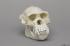 Chimpanzee Skull Male