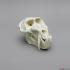Mandrill Baboon Skull Male