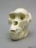 Gorilla Skull Female