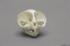Tarsier Skull