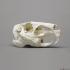 Capybara Skull