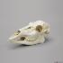 White Tailed Deer Skull Female