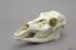 Econo White Tailed Deer Skull Female