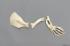Manatee Forelimb