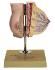 Mammary Gland at Rest Model