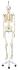 3B Scientific® Rod Mount Skeleton