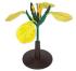 3B Scientific® Rapa Flowers