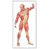 3B Scientific® Musculature Charts