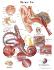 3B Scientific® Ear Chart