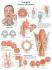 3B Scientific® Larynx Chart