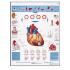 3B Scientific® Infarction Chart