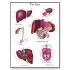 3B Scientific® Liver Chart