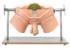 Somso® Urological Practice Model