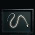 Ward's® Snake Skeleton