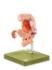 Somso® Catheterization Demonstration Models