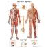 3B Scientific® Nervous System Chart
