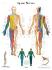 3B Scientific® Spinal Nerves Chart