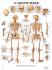 3B Scientific® Le Squelette Humain