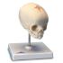 3B Scientific® Fetal Skull