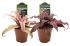 Cryptanthus