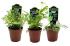Assorted tropical ferns
