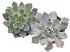Echeveria