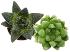 Haworthia
