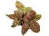 Fittonia, pink
