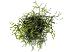 Rhipsalis