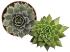 Sempervivum