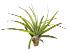 Tillandsia